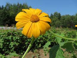 Yellow Torch Mexican Sunflower Seeds (Tithonia) for Planting – Heirloom & Non-GMO Blooms for Pollinator and Butterfly Gardens