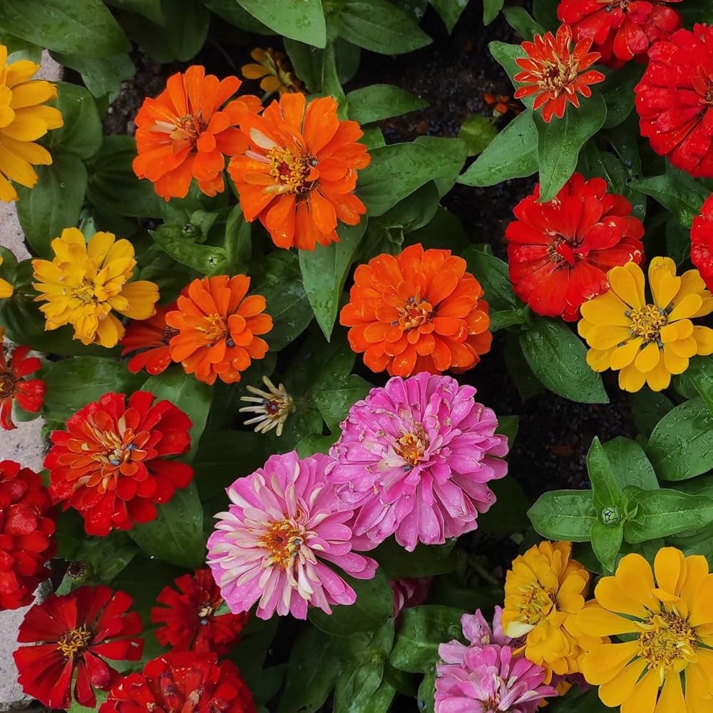 Zinnia Elegans Flower Seeds – Mixed Colors, Heirloom & Non-GMO Seeds for Garden Planting