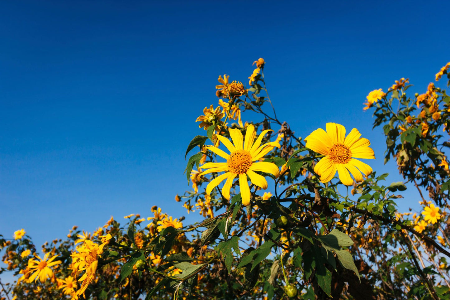 Yellow Torch Mexican Sunflower Seeds (Tithonia) for Planting – Heirloom & Non-GMO Blooms for Pollinator and Butterfly Gardens