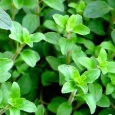 Oregano Herb Seeds for Planting – Heirloom, Non-GMO, High Germination Organic Garden Seeds