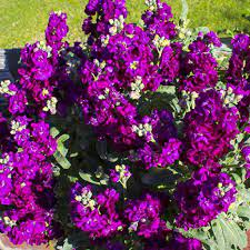 Purple Hoary Stock Flower Seeds for Planting – Organic, Heirloom & Non-GMO Fragrant Cottage Garden Blooms