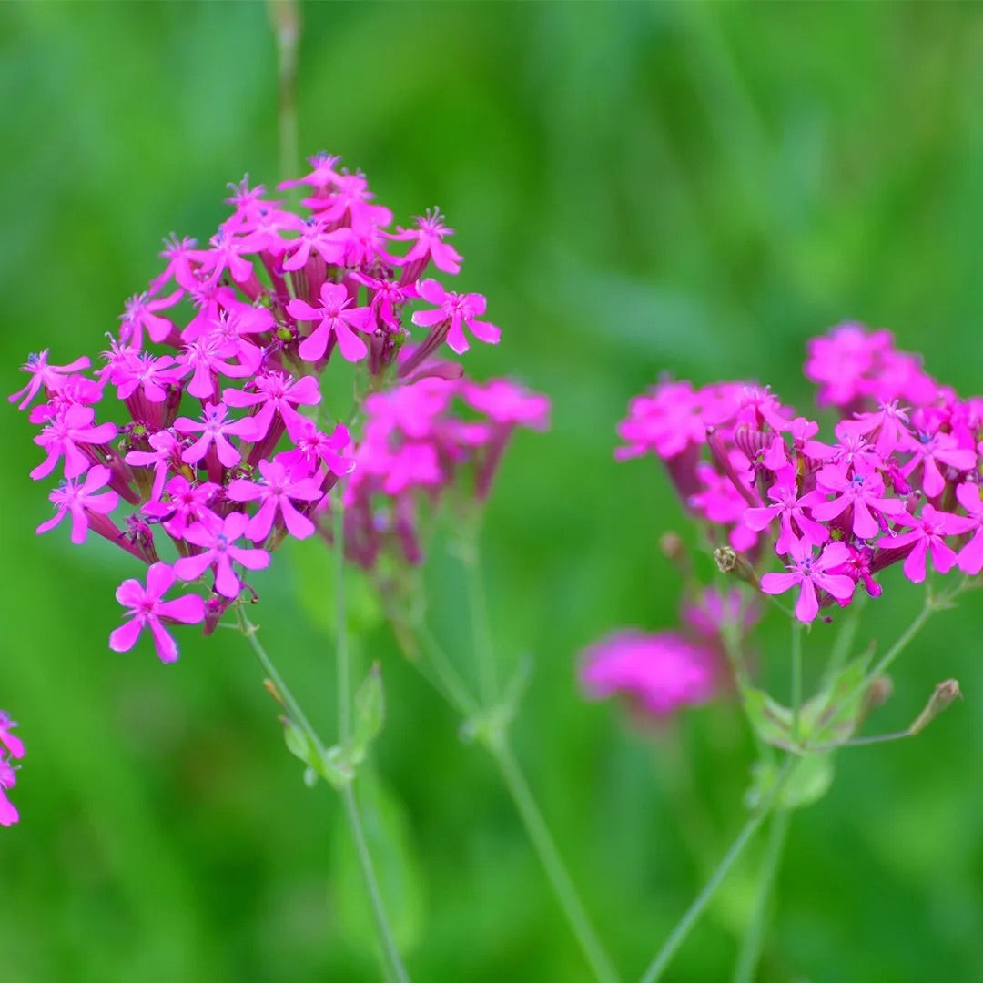 Silene armeria (Sweet William Catchfly) Flower Seeds for Planting – Heirloom & Non-GMO Bright Blooms for Borders and Wildflower Gardens