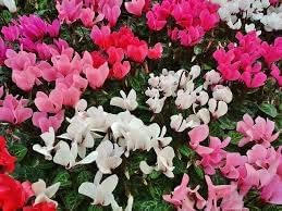 Persicum Cyclamen Seeds – Organic, Heirloom Non-GMO Flower Seeds for Garden Planting