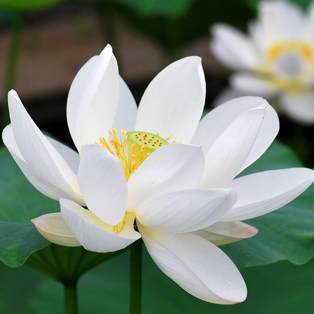 Open Mouth Bonsai Lotus Seeds Water Lily Flower for Planting