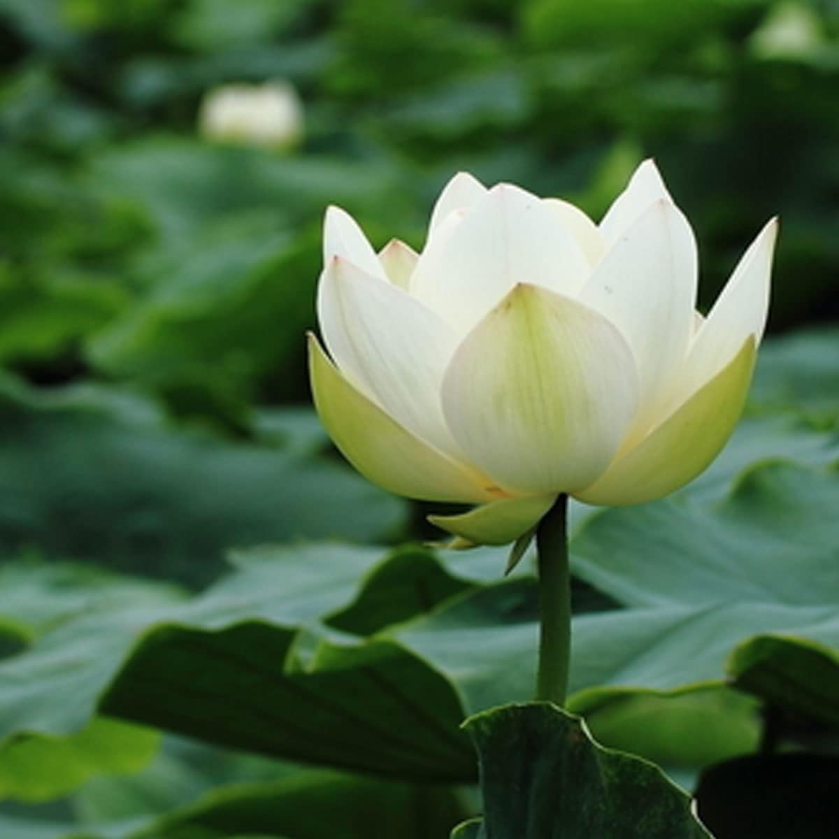 Open Mouth Bonsai Lotus Seeds Water Lily Flower for Planting