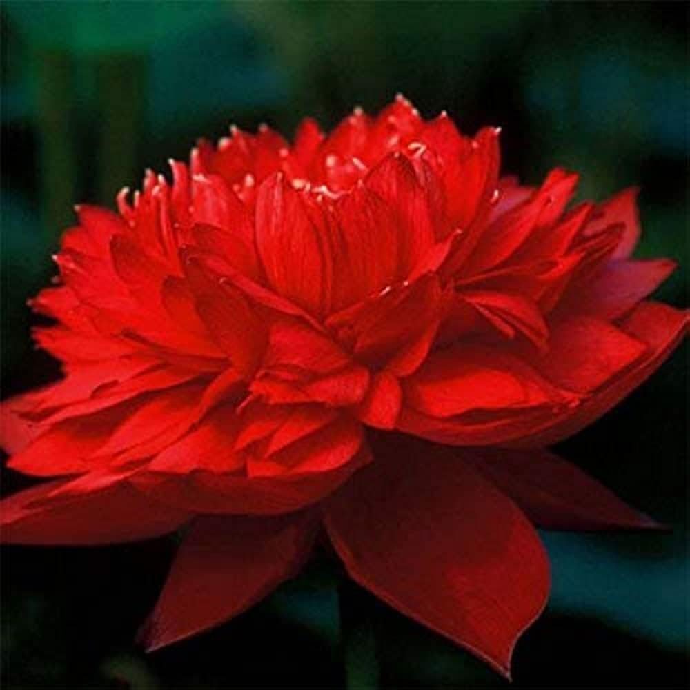 Red Lotus Flower Seeds for Planting