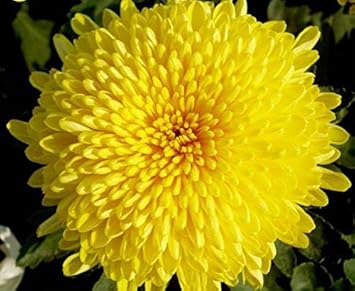 Yellow Chrysanthemum Flower Seeds for Planting – Heirloom & Non-GMO Fall-Blooming Garden Seeds