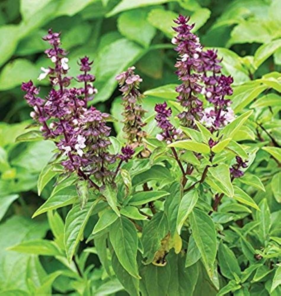 Sweet Basil Herb Seeds for Planting – Heirloom & Non-GMO Essential for Culinary & Medicinal Gardens