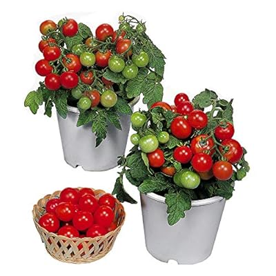 Dwarf Red Robin Tomato Seeds for Planting – Heirloom, Non-GMO, High Germination Organic Vegetable Seeds