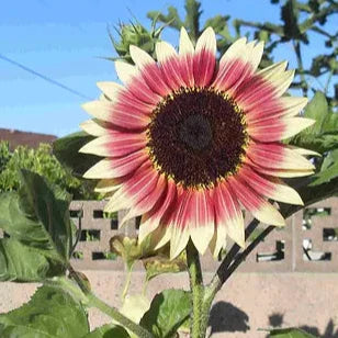 Strawberry Blonde Sunflower Seeds – Unique Rose-Tinted Blooms for Gardens