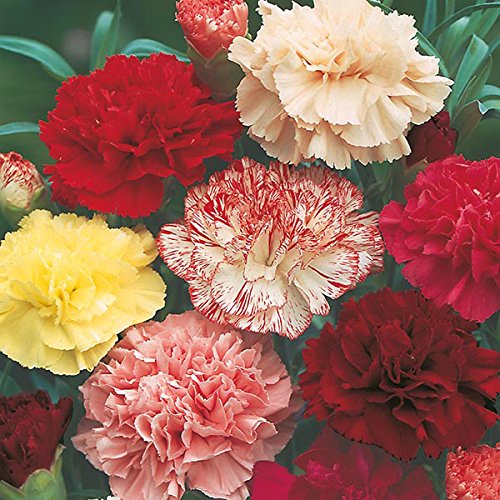 Carnation Double Mix Flower Seeds – Heirloom, Non-GMO, Vibrant Garden Blooms