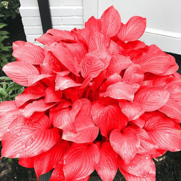 Red Hosta Seeds Ans Perennial Shade Loving Plants for Indoor And Outdoor Gardens, Pollinator Friendly And Low Maintenance