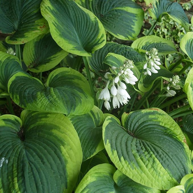 Green Hosta Seeds For Planting, Perennial Earth Angel Hosta Plant Seeds