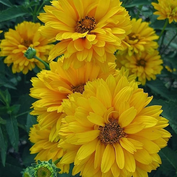 False Sunflower Seeds - Heliopsis Helianthoides, Perennial with Bright, Cheerful Blooms