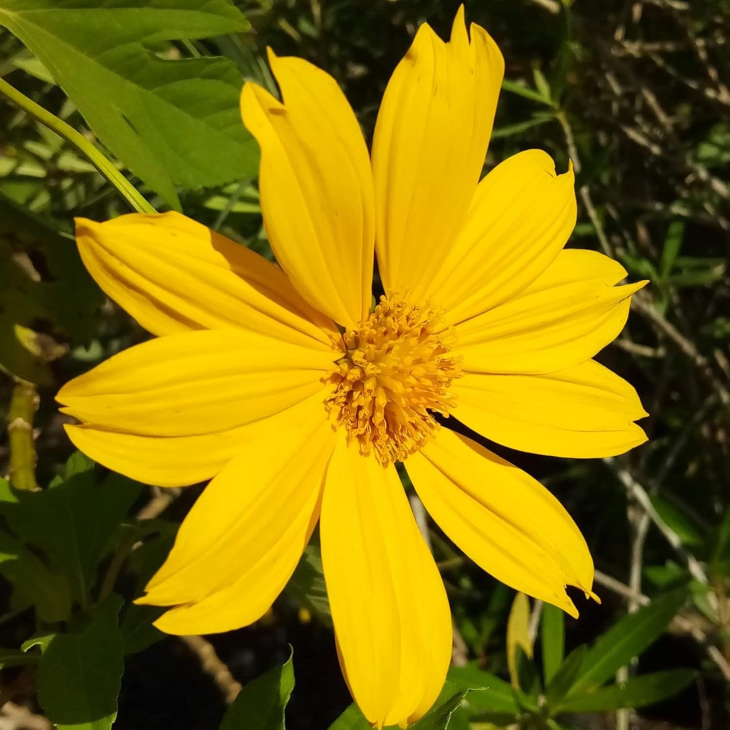 Yellow Mexican Sunflower Seeds, Tithonia Diversifolia, Perennial Flower Seeds to Attract Bees and Butterflies, Ideal for Ornamental Gardens, Beds, Patios