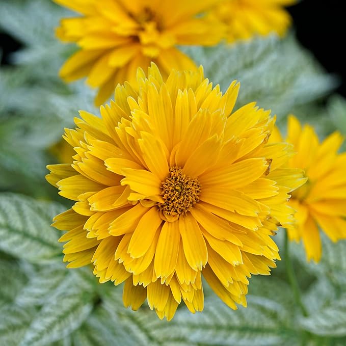False Sunflower Seeds - Heliopsis Helianthoides, Perennial with Bright, Cheerful Blooms