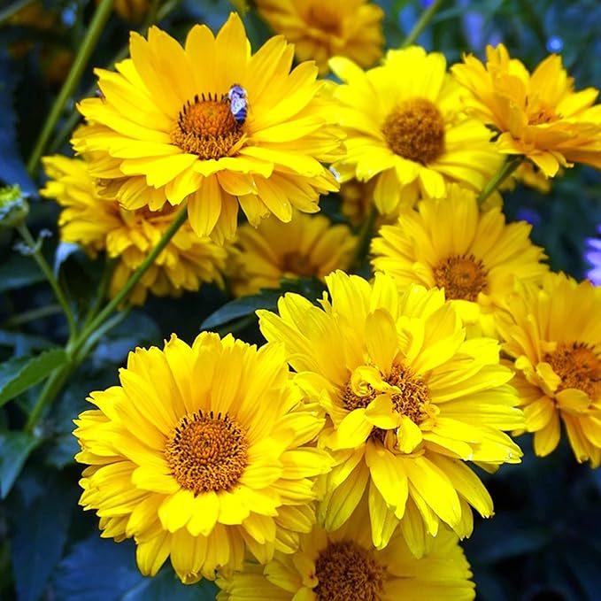 False Sunflower Seeds - Heliopsis Helianthoides, Perennial with Bright, Cheerful Blooms