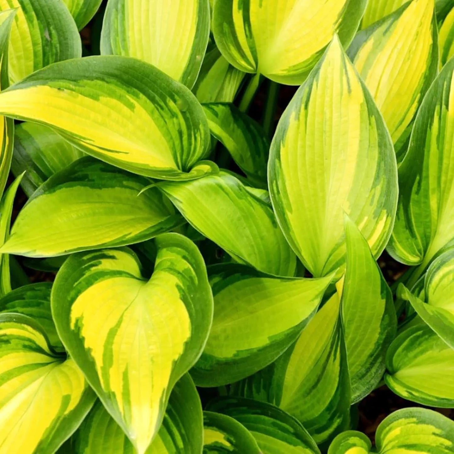 Mixed Color Hosta Seeds And Non-GMO, Easy-Care Perennial for Potted & Garden Plants