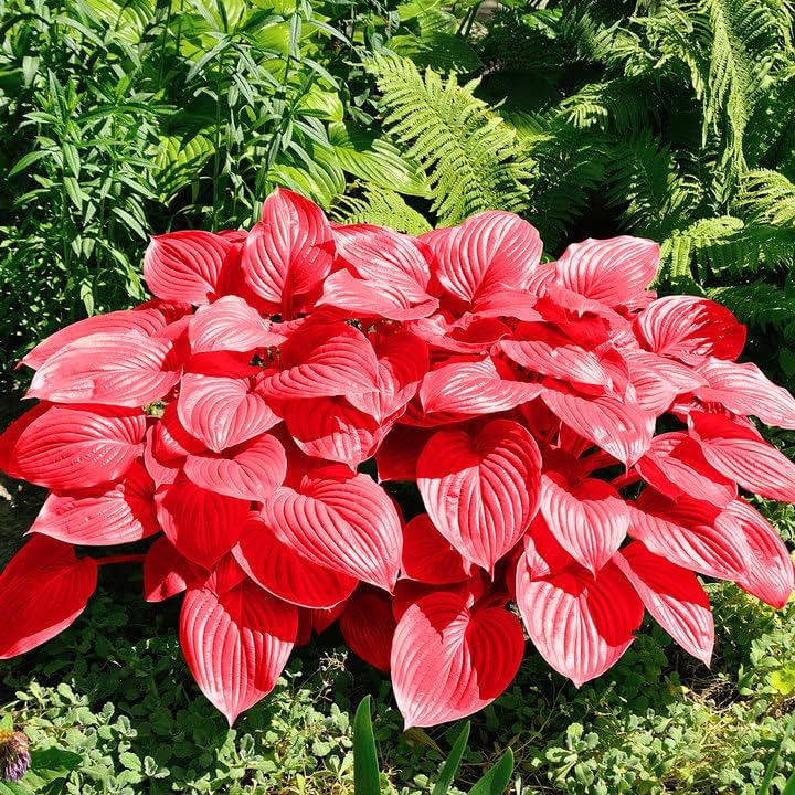 Red Hosta Seeds Ans Perennial Shade Loving Plants for Indoor And Outdoor Gardens, Pollinator Friendly And Low Maintenance