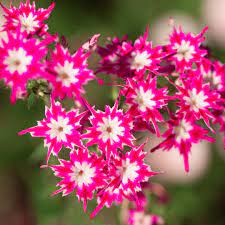 Phlox drummondii Flower Seeds for Planting – Heirloom & Non-GMO Vibrant Annual Blooms for Beds, Borders, and Containers