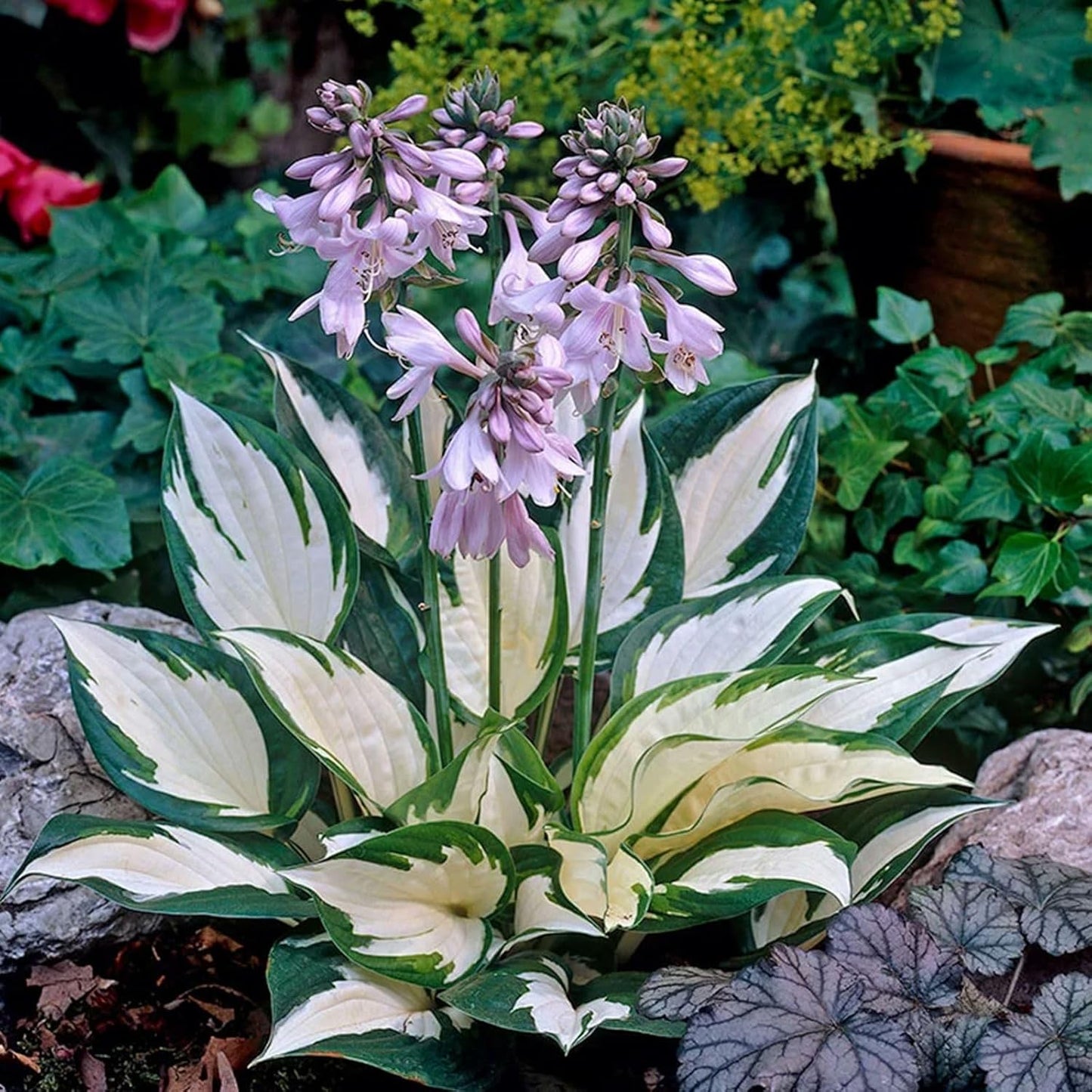 Fire and Ice Hosta Seeds And Vibrant Contrast for Stunning Garden Displays