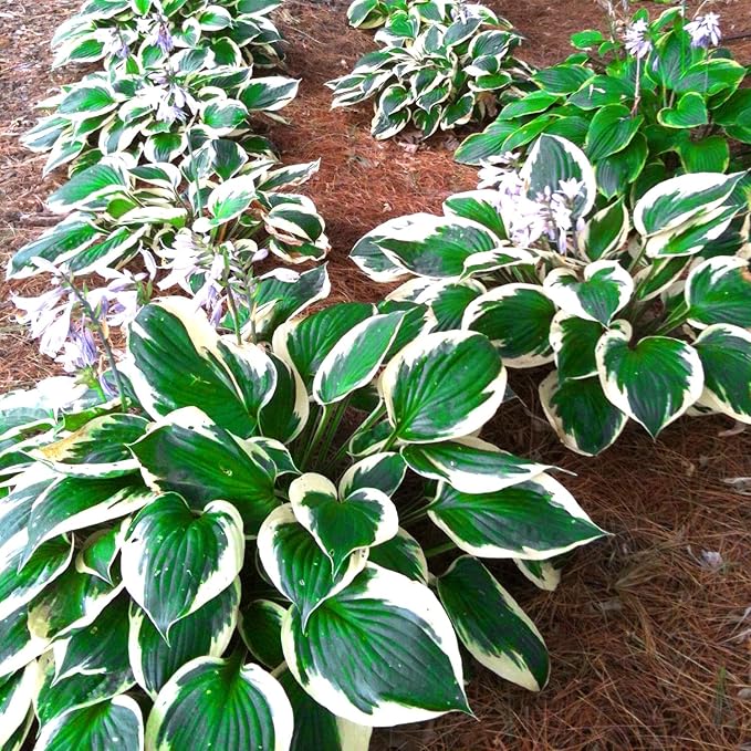 Patriot Hosta Seeds, Perennial Shade Loving Foliage Plant