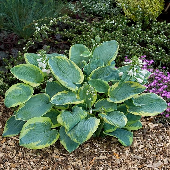 Green Hosta Seeds For Planting, Perennial Earth Angel Hosta Plant Seeds