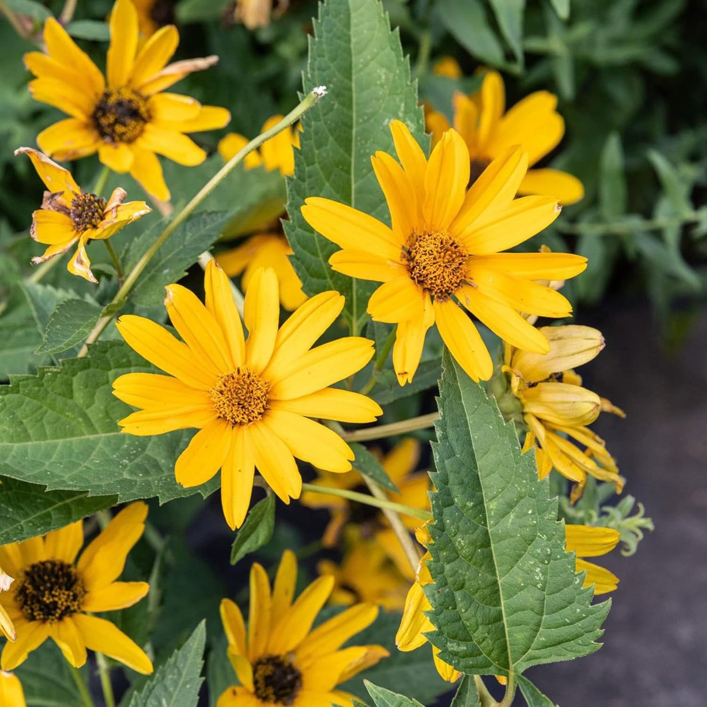 False Sunflowers Seeds (Heliopsis Helianthoides) | Perennial, Hardy, Heat & Drought Tolerant | Vibrant Cut Flowers for Patio, Container, and Garden Bed | 50Pcs Flower Seeds