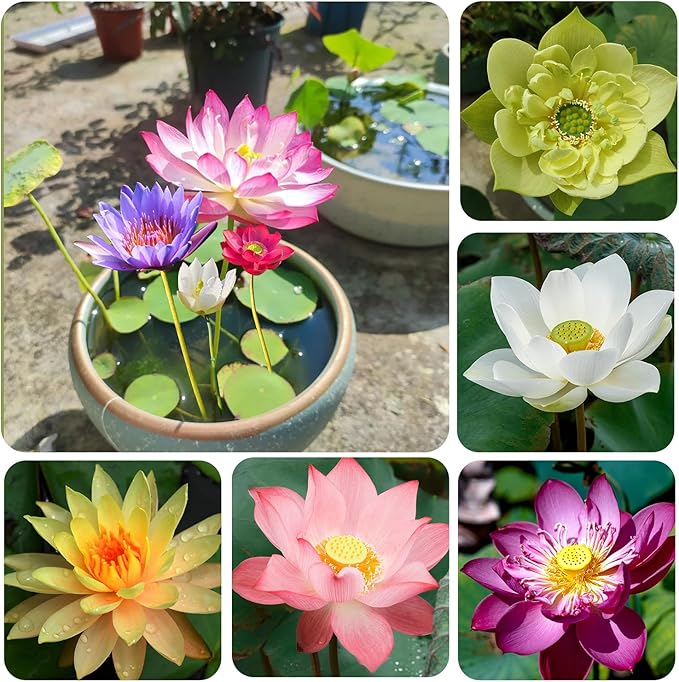 Mixed Bowl Lotus Seeds for Planting,Gardening Enthusiasts