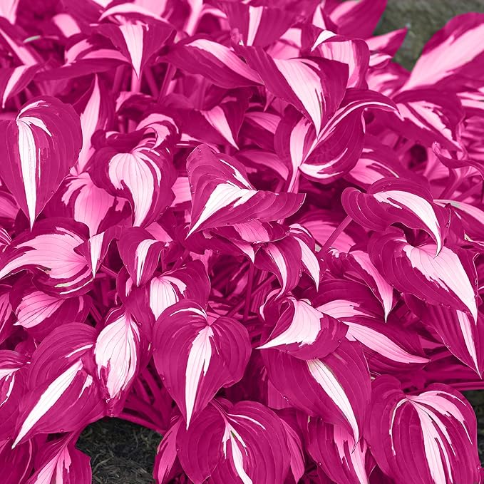 Pink White Hostas Seeds For Planting