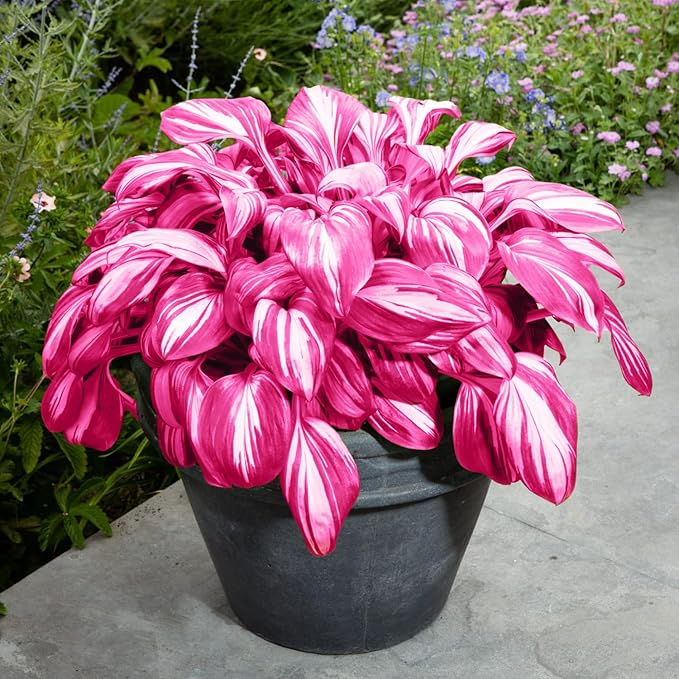 Pink White Hostas Seeds For Planting