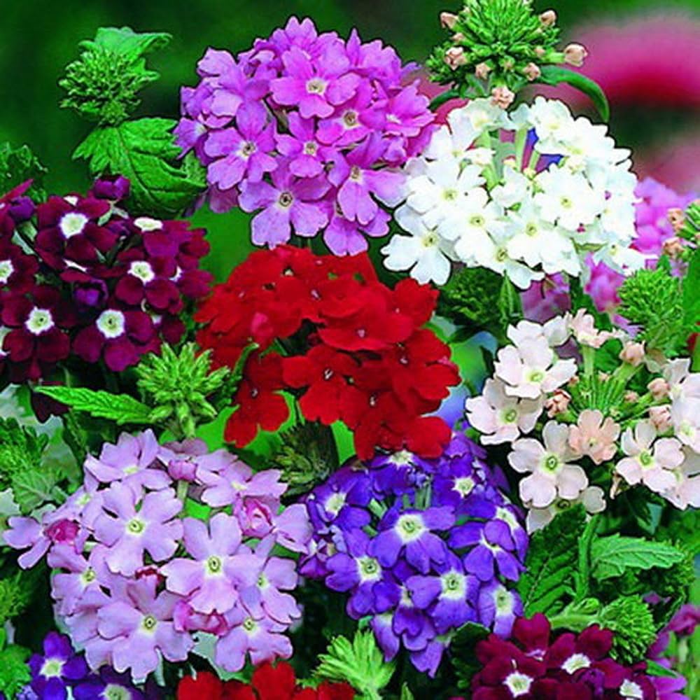 Mixed Verbena Flower Seeds for Planting – Heirloom & Non-GMO Blooms for Borders, Hanging Baskets & Pollinator Gardens