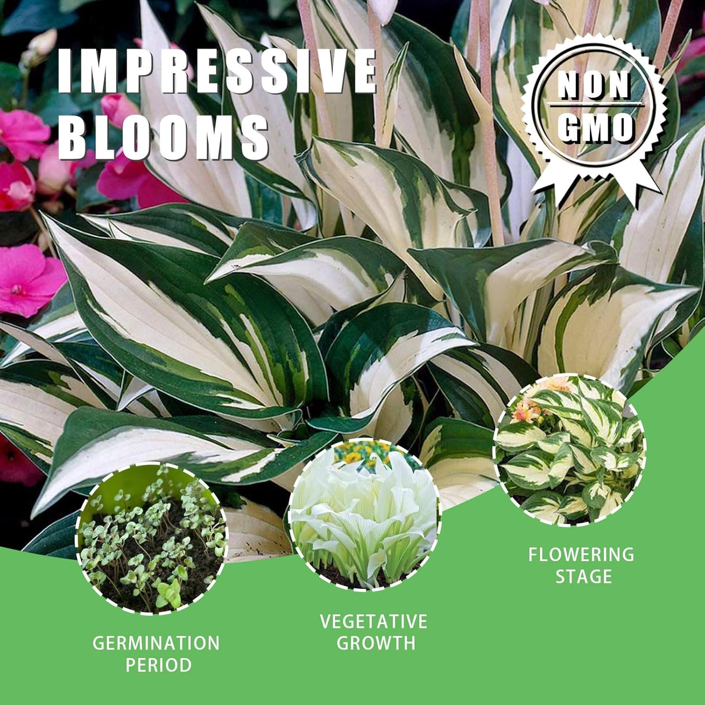 Fire and Ice Hosta Seeds And Vibrant Contrast for Stunning Garden Displays