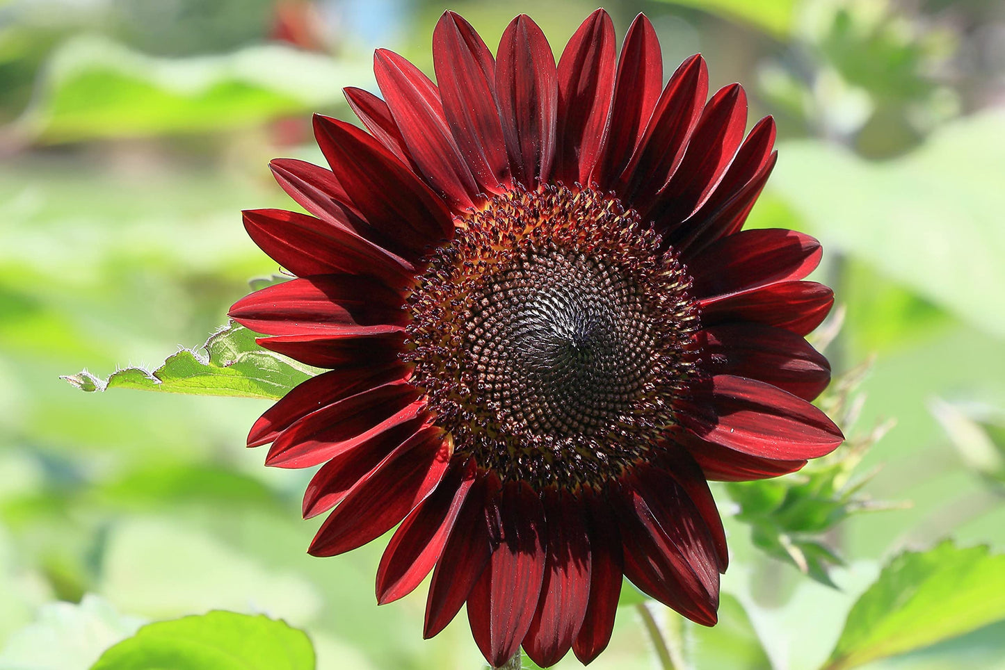 Chocolate Cherry Sunflower Seeds – Rich Burgundy Blooms for Gardens & Bouquets