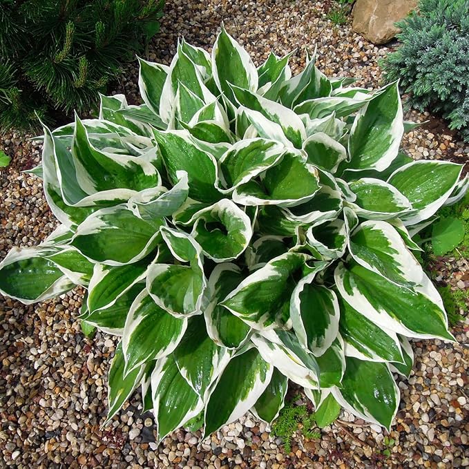 Patriot Hosta Seeds, Perennial Shade Loving Foliage Plant