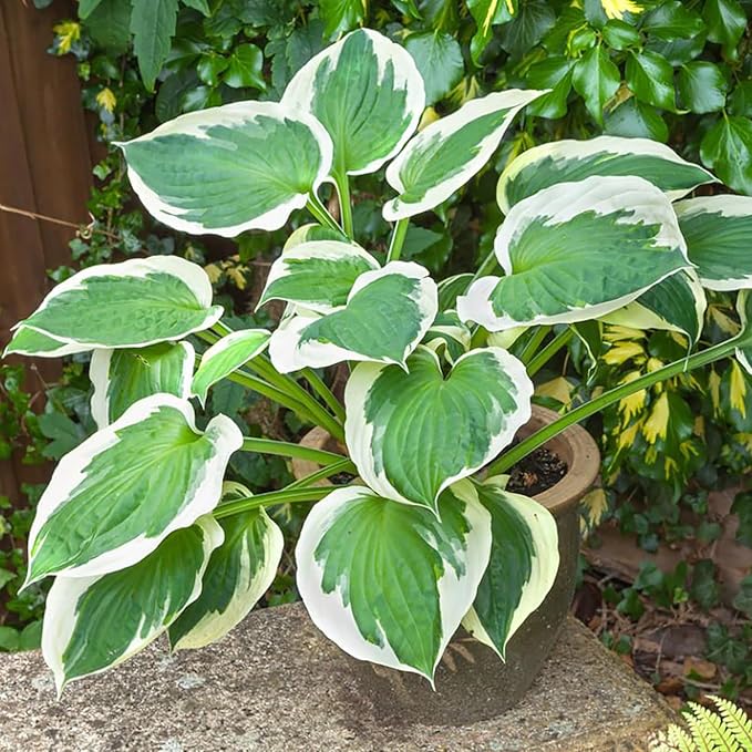 Patriot Hosta Seeds, Perennial Shade Loving Foliage Plant