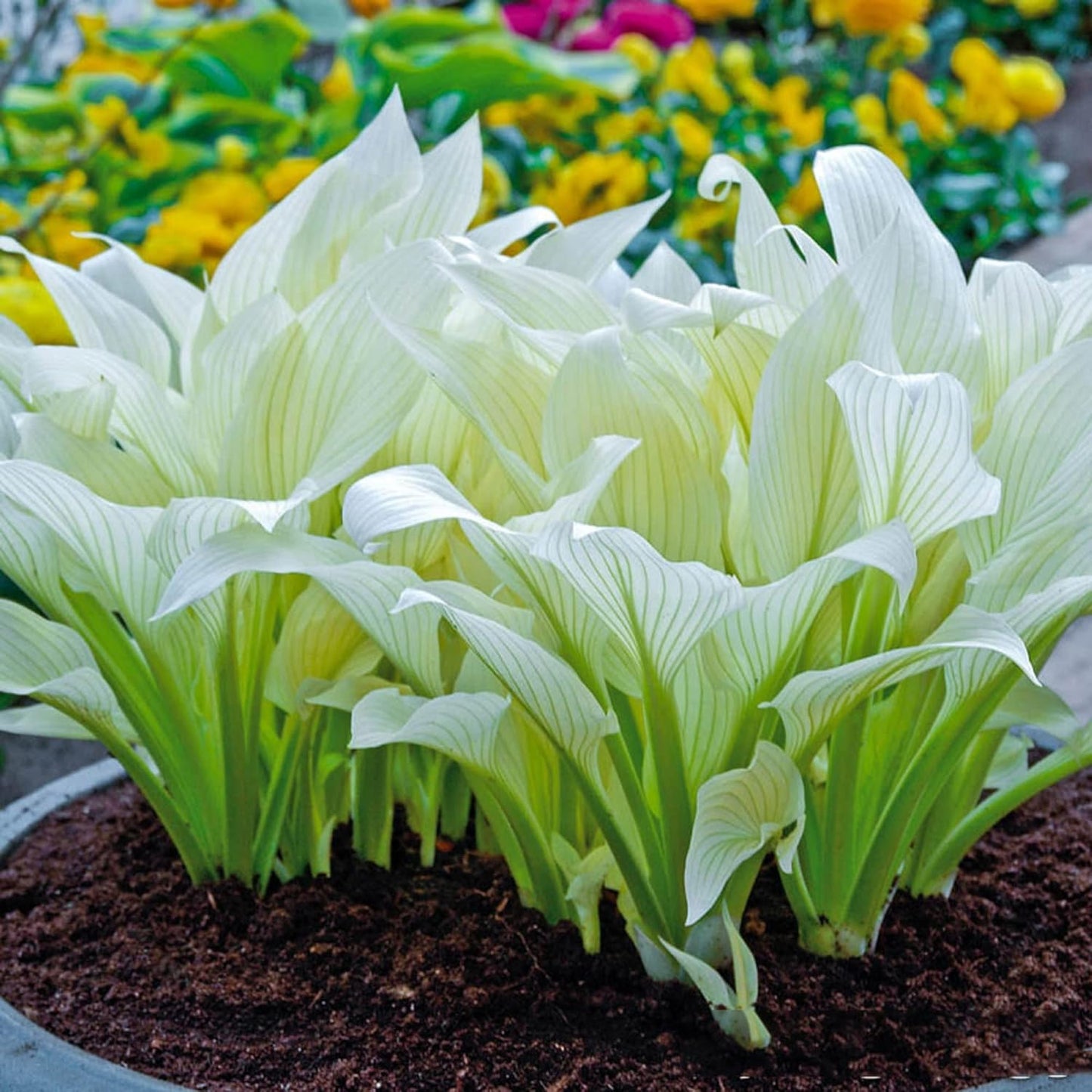 CHUXAY GARDEN 'White Feather' Hosta Plantaginea - Fragrant August Lily Seeds, Drought-Tolerant & Easy Care White Angel Plant for Beautiful Garden Blooms