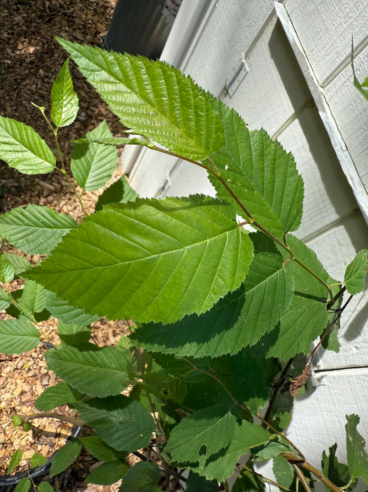 Black Birch ( Betula lenta ) Tree