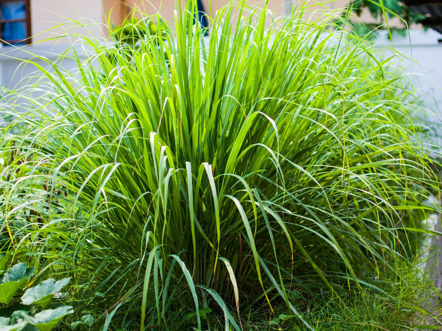 East Indian Lemongrass Seeds for Planting – Heirloom & Non-GMO Aromatic Herb for Teas, Cooking & Medicinal Gardens