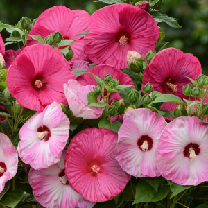 Mixed Luna Hibiscus Moscheutos Flower Seeds for Planting - Hardy Swamp Rose Mallow for Garden & Wetlands, Easy to Grow Perennial