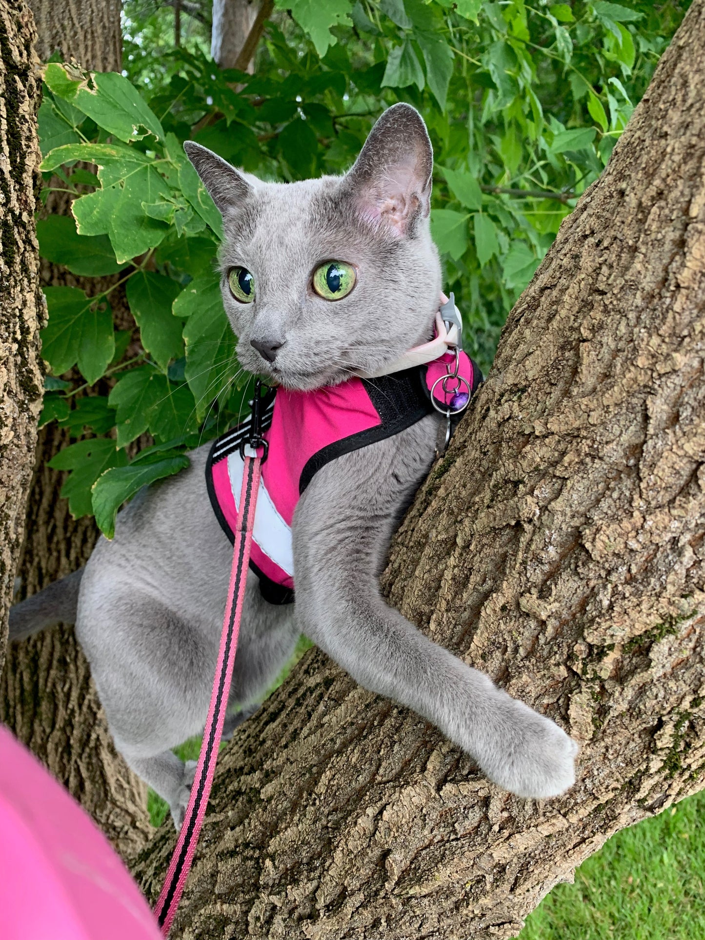 Kitty Holster Reflective Safety Harness (Made in USA)