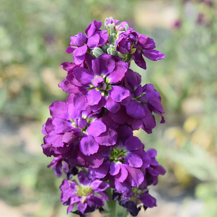 Purple Hoary Stock Flower Seeds for Planting – Organic, Heirloom & Non-GMO Fragrant Cottage Garden Blooms