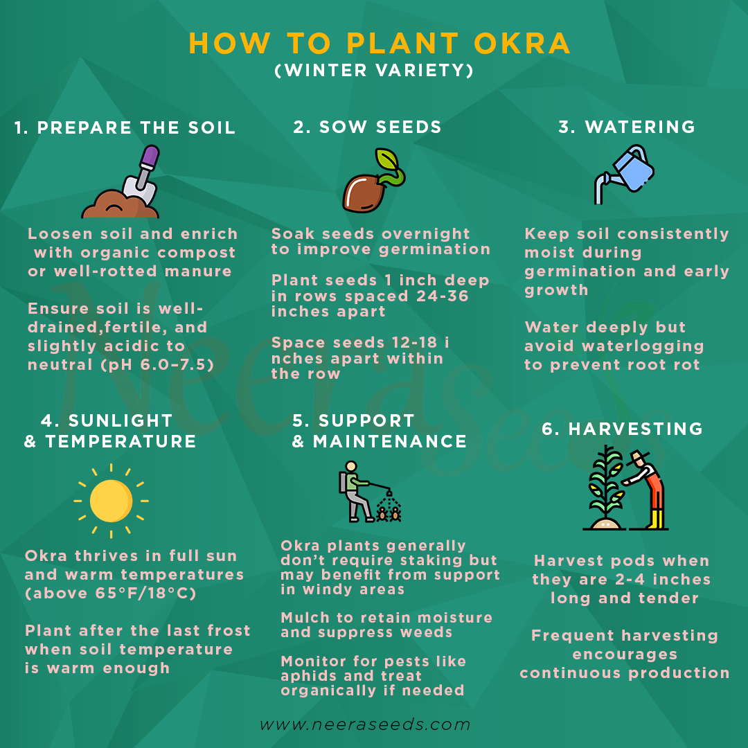 Okra (Winter Variety) Seeds for Planting – Heirloom, Non-GMO Vegetable Seeds for Home Garden, High Yield & Heat Tolerant Variety