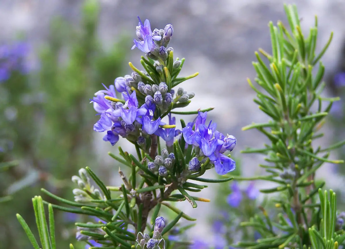 Tuscan Blue Rosemary Herb Seeds – Heirloom, Non-GMO, High Germination Organic Garden Seeds for Planting