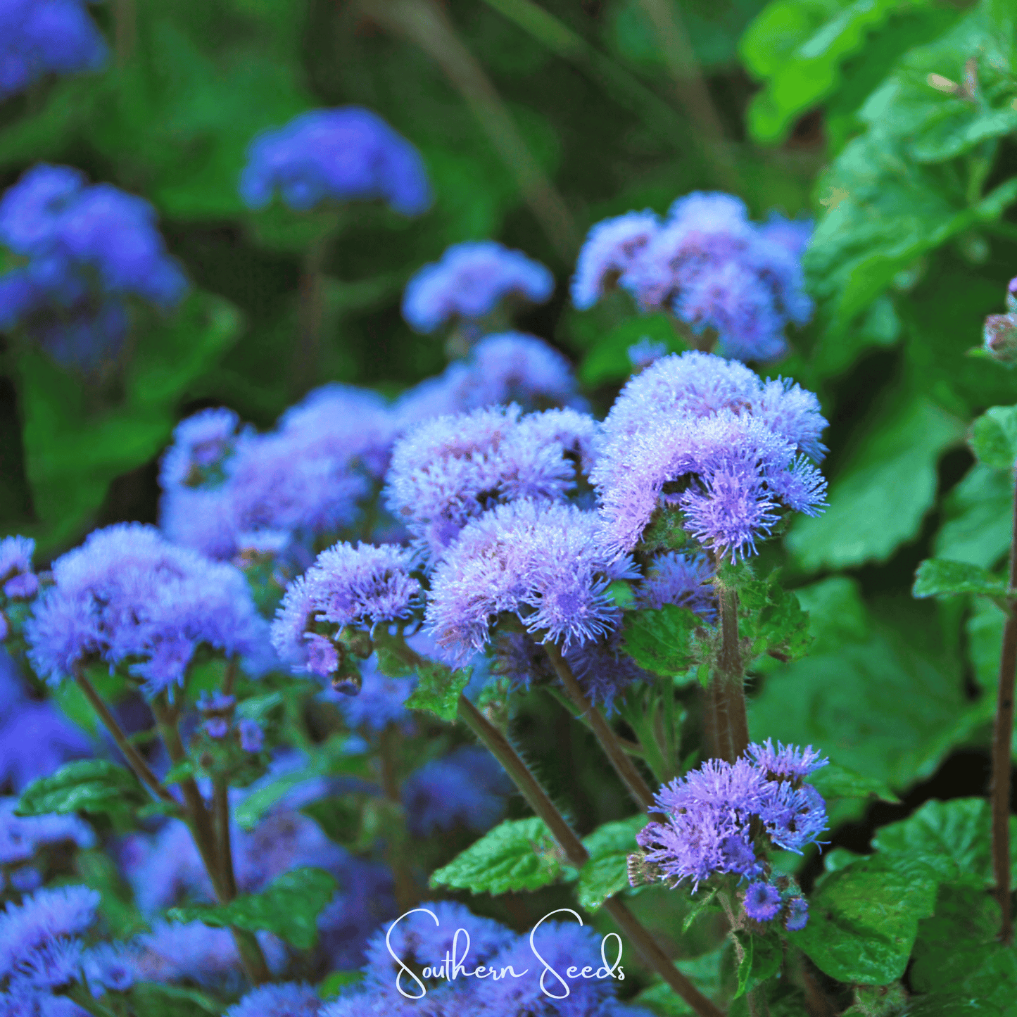 Blue Mink Dwarf Ageratum – 100 Seeds