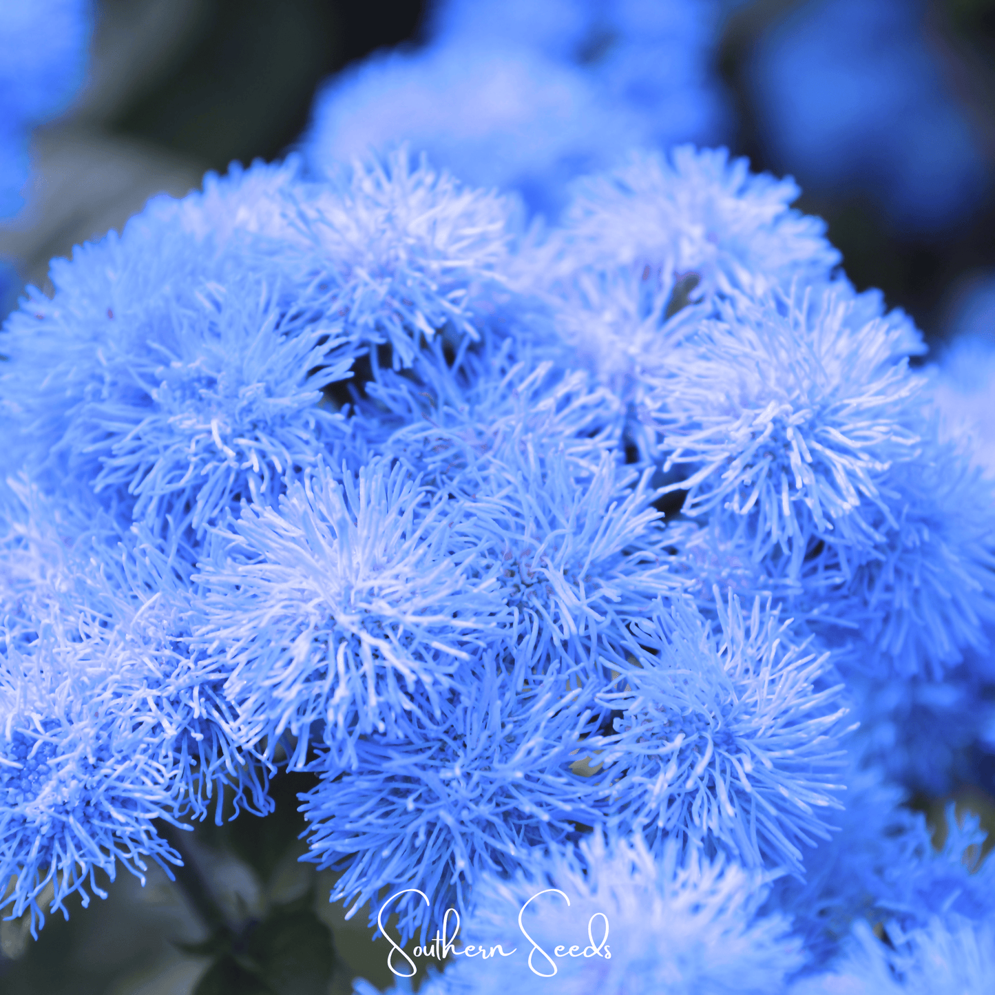 Blue Mink Dwarf Ageratum – 100 Seeds