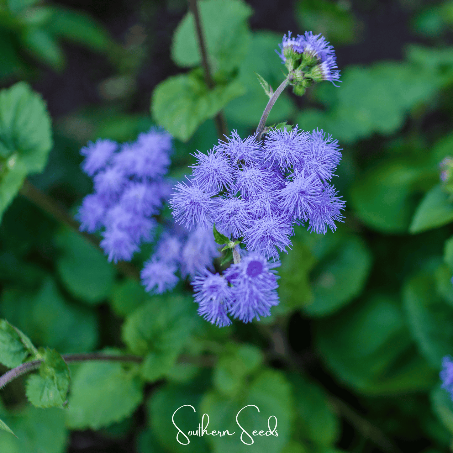 Blue Mink Dwarf Ageratum – 100 Seeds
