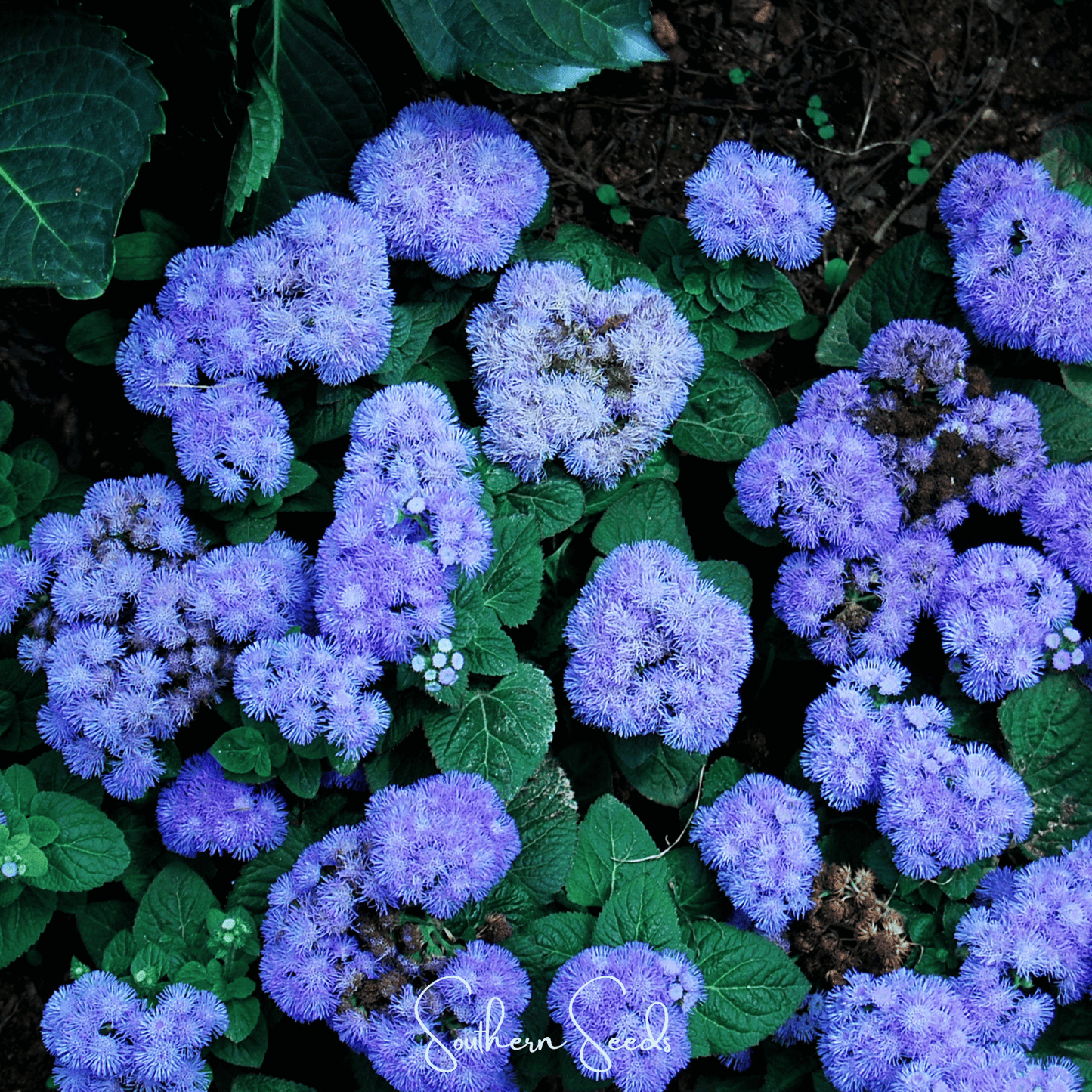 Blue Mink Dwarf Ageratum – 100 Seeds