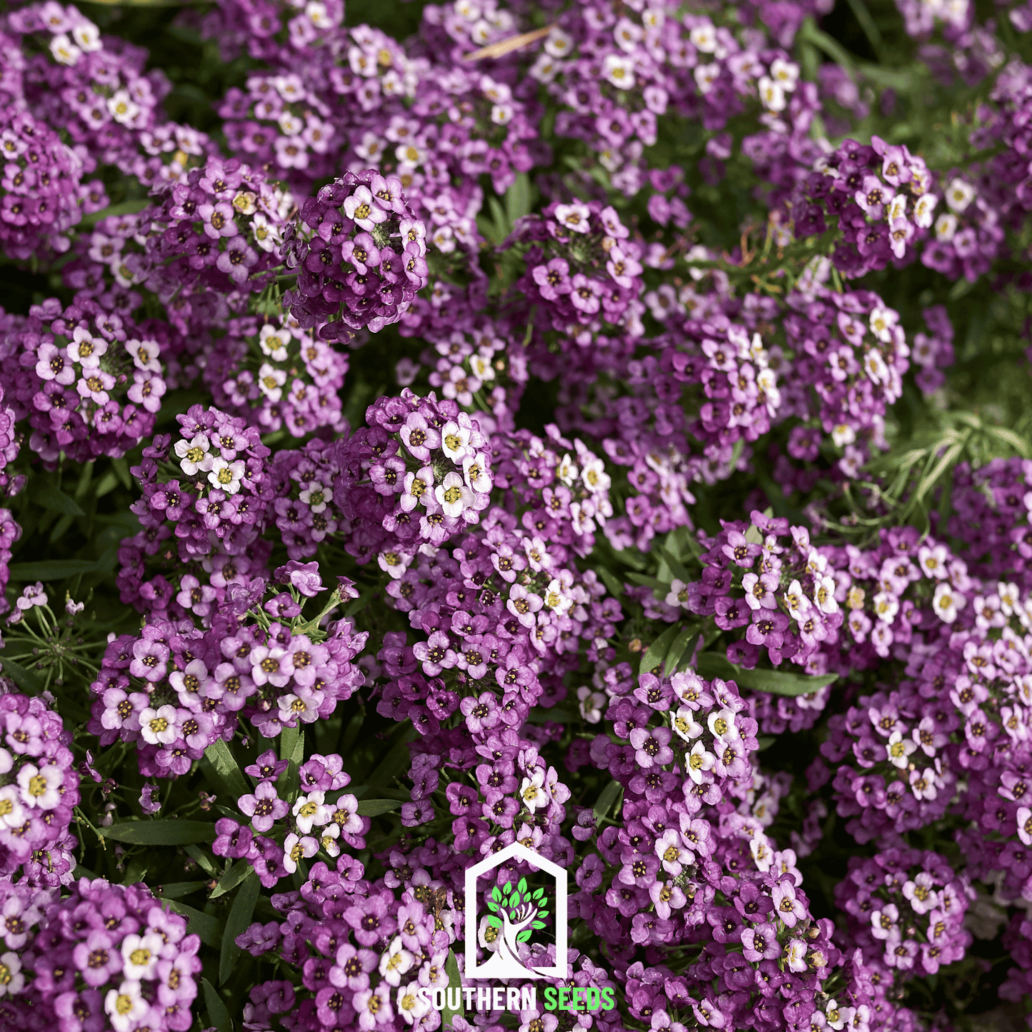 Royal Carpet Alyssum – 100 Seeds