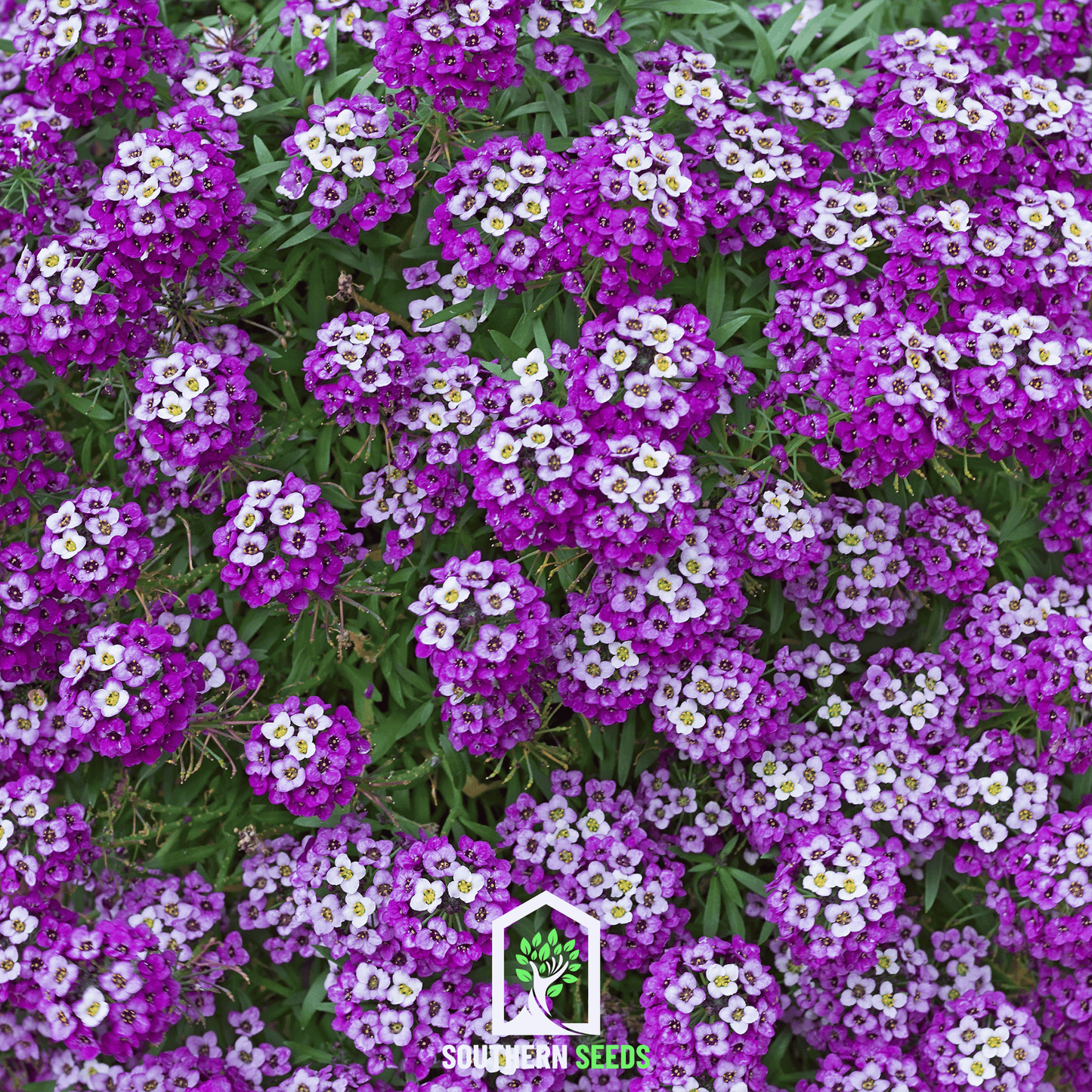Royal Carpet Alyssum – 100 Seeds